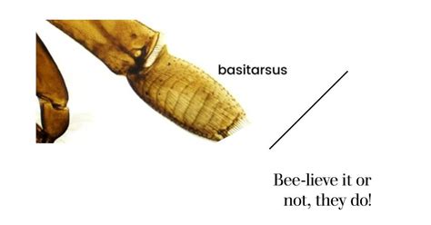 Do bees have knees: Meaning, Origin, and Fascinating Facts