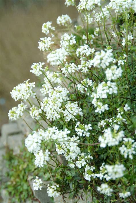 Arabis Perennial Power