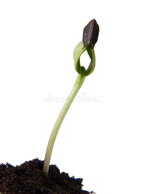 The Germination Of The Sunflower Sprout From The Soil. Field On A ...