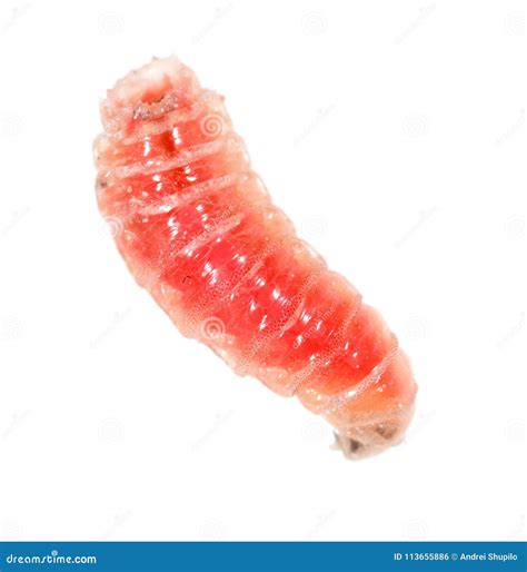 Red Worm Of Maggots On A White Background Stock Photo Image Of Larva