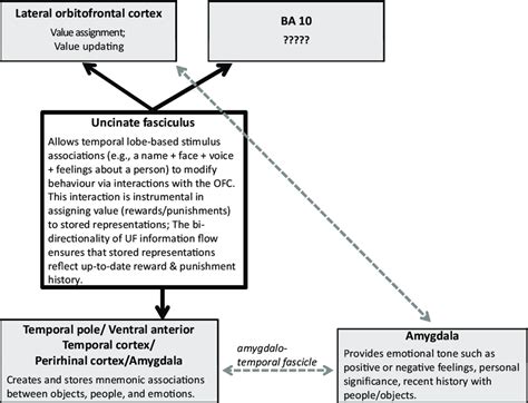 A Proposed Model Of Uncinate Fasciculus Uf Function Non Uncinate