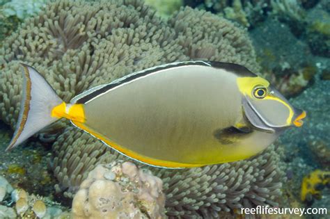 Naso Lituratus Orange Spine Unicornfish Reeflifesurvey