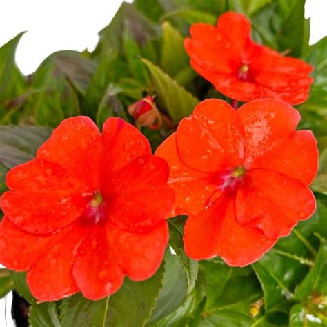 Impatiens Sunpatiens Electric Orange