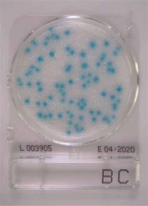 Compact Dry Bc Test Af Bacillus Cereus Food Diagnostics