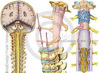 Anatomie Nervensystem ZNS Wirbel Wirbelsäule Wirbelkanal mit