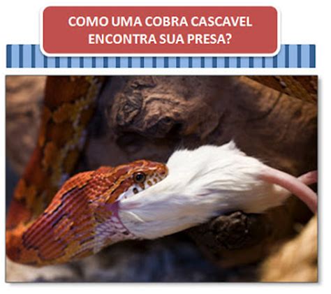 FAQBIO Apoio Ao Estudo De Biologia COMO UMA COBRA CASCAVEL ENCONTRA