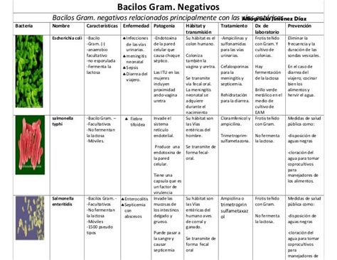 Tabla De Bacterias Gram Positivas Y Gram Negativas De Importancia Me