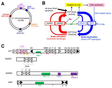 Ijms Free Full Text Ihf And Fis As Escherichia Coli Cell Cycle