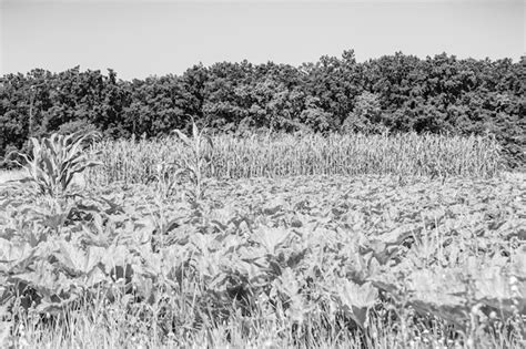 Premium Photo | Photography to theme large beautiful harvest corn on ...