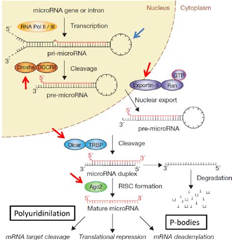 MiRNA Biogenesis And Examples Of Post Transcriptional Controls MiRNAs