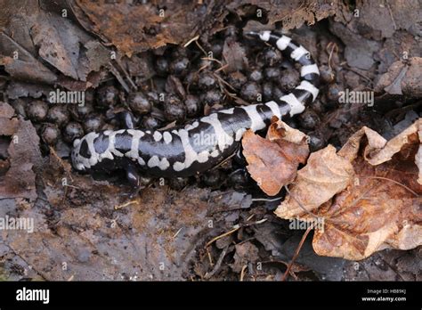 Jefferson Salamander Eggs