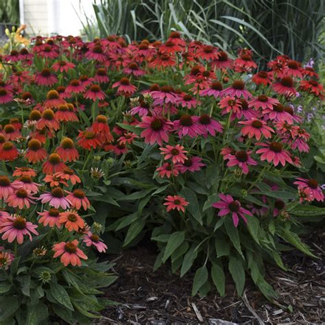 Top 20 Best-Selling Proven Winners Perennials | Proven Winners