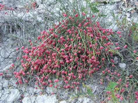 ЕФЕДРА ( Ephedra distachya L. ) » Дрогерия Жанин