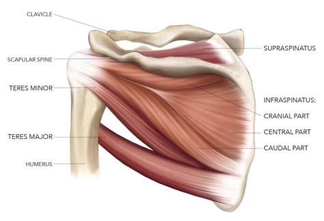 Sports Injury Bulletin Diagnose And Treat Masterclass Infraspinatus