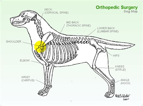 Shoulder - TopDogHealth.com