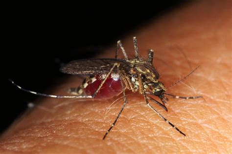 Índice de infestação de Aedes aegypti diminui em Boa Vista mas cidade