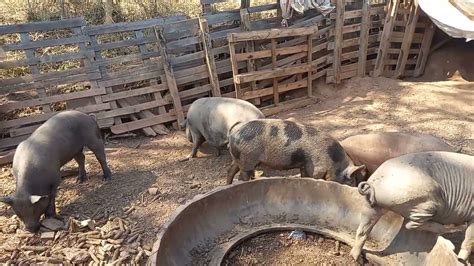 Cria O De Porco Caipira Essas Porcas Est O Pr Nos Presentear Youtube