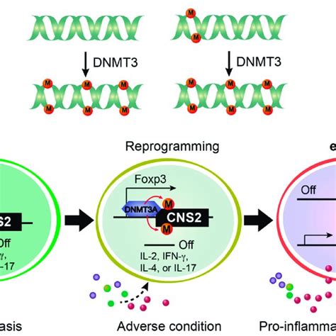 De Novo Dna Methylation In Treg Cell Transdifferentiation And