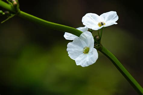 Flowers White Petals - Free photo on Pixabay - Pixabay