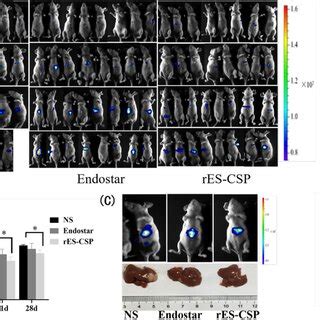 Tumor Metastasis In Nude Mice Bearing Orthotopic Xenograft Tumor A The