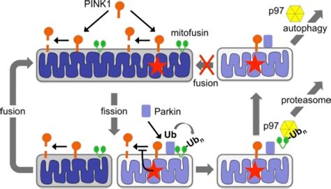 The Pink1 Parkin Mitochondrial Quality Control Pathwa Open I