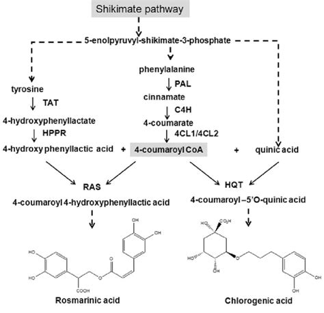 Pathway To Rosmarinic Acid And Chlorogenic Acid Modified From 41