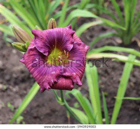 Lavender Blue Baby Luxury Flower Daylily Stock Photo 1943929003