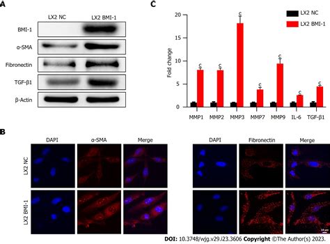 Bmi Activates Hepatic Stellate Cells To Promote The Epithelial