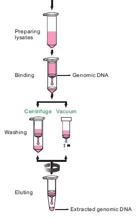 ShineGene-Silica Membrane Spin Column for DNA/RNA-DNA/RNA Purification ...