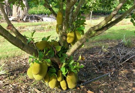 Cara Budidaya Buah Nangka Ilmu Pengetahuan Lengkap