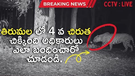 Leopard Caught Ttd Operation Chirutha In Tirumala తిరుమలలో 4 వ