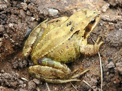 Roman Frog I Went Over To The Roman Dig Again This Linchti Flickr