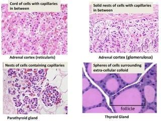 Glands Histology