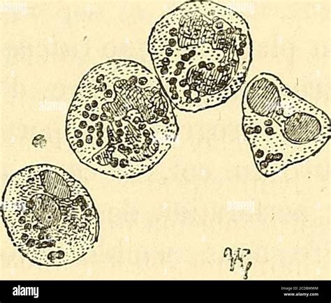 Manuel D Histologie Experimentale Lorsquon Coupe Partranches Le