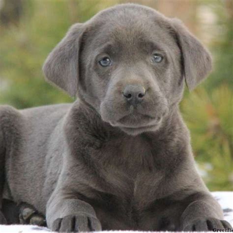 Charcoal Labrador Retriever Puppies For Sale Greenfield Puppies