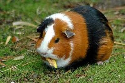 Guinea pig colors - Haley and Brooke's Cavies