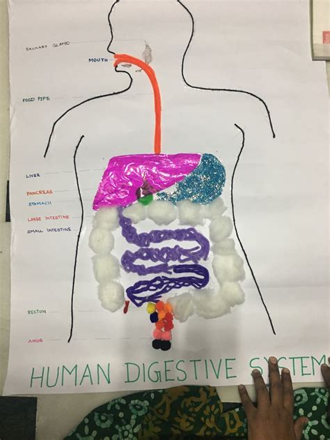 Human Digestive System Project For Grade 4 Human Digestive System