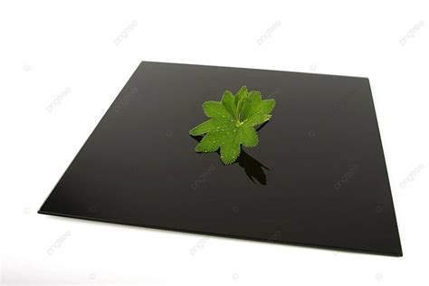 The Leaf Waterdrop Growing Drop Photo Background And Picture For Free Download - Pngtree