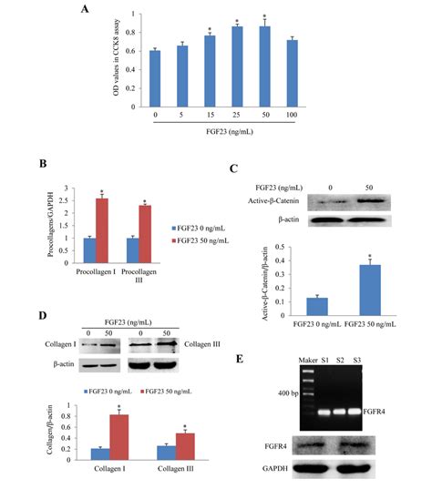 Effects Of Fgf Stimulation On Cultured Adult Mouse Cardiac