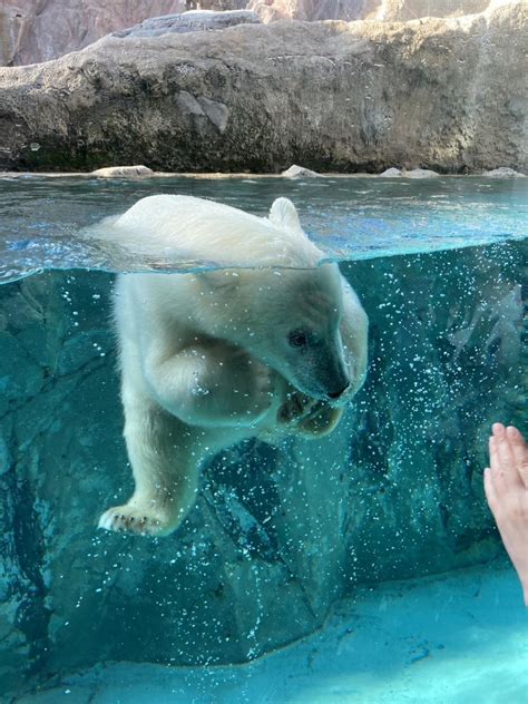 『7月初めの旭川、旭山動物園のホッキョクグマの ゆめ は、ガラス越しにパータッチができちゃうくらいの芸達者だった！』旭川北海道の旅行記