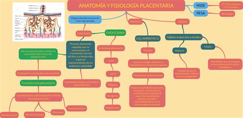 Portafolio electrónico ginecología ANATOMÍA Y FISIOLOGÍA PLACENTARIA