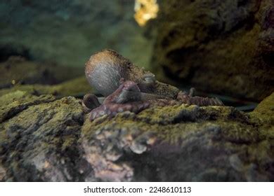 3,661 Octopus Underwater Camouflage Images, Stock Photos & Vectors ...