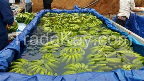 Vietnam Fresh Cavendish Banana By Hoang Thai Binh Trainvest Jsc Vietnam