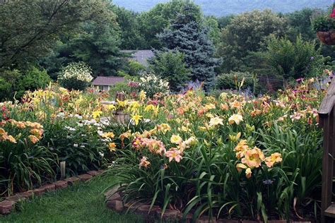 Lewis Daylily Garden