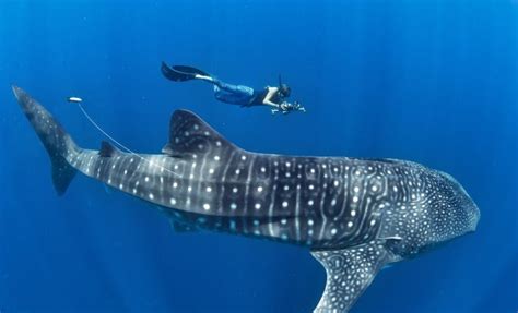 Snorkeling With Whale Sharks Bali Live