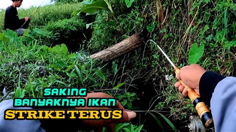 Bener Edan Mancing Uceng Dan Wader Pakai Joran Super Lentur Strike