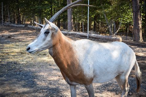 Scimitar oryx