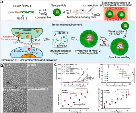 The Schematic Of Cancer Immunotherapy Using Nlg919deap Dppa 1 Download Scientific Diagram