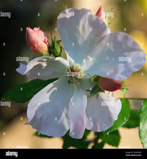 Rosa 'Sally Holmes' Stock Photo - Alamy