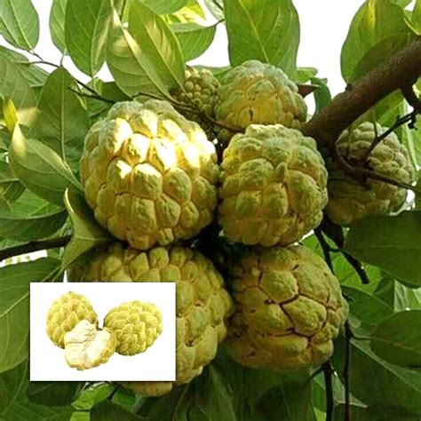 M Tech Gardens Rare Annona Squamosa Golden Sitafal Fruit 1 Healthy Live